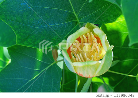 ユリノキの赤と緑色の花（春、四月） 113986348