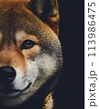 Young dog Shiba Inu is face isolated in a studio setting 113986475