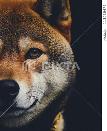 Young dog Shiba Inu is face isolated in a studio setting Young dog Shiba Inu is face isolated in a studio setting 113986475