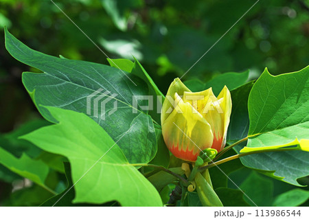 ユリノキの赤と黄色の花(春、四月) ユリノキの赤と黄色の花(春、四月) 113986544