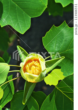ユリノキの赤と黄色の花(春、四月) ユリノキの赤と黄色の花(春、四月) 113986551