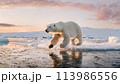 Polar bear white puppy running on ice surrounded by snow on a cold winter day 113986556