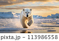 Polar bear white puppy running on ice surrounded by snow on a cold winter day 113986558