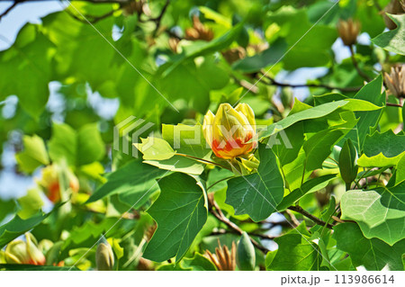 ユリノキの赤と黄色の花（春、四月） 113986614