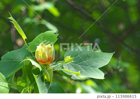 ユリノキの赤と黄色の花(春、四月) ユリノキの赤と黄色の花(春、四月) 113986615