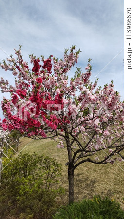 草津川跡地公園で咲いた二色の桜 113986670