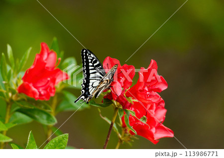 ツツジの花で吸蜜するキアゲハ夏型♂ 113986771