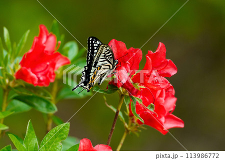 ツツジの花で吸蜜するキアゲハ夏型♂ ツツジの花で吸蜜するキアゲハ夏型♂ 113986772