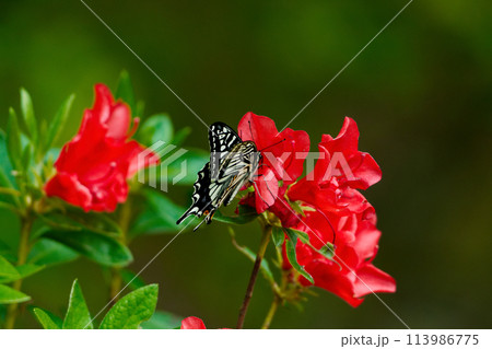 ツツジの花で吸蜜するキアゲハ夏型♂ ツツジの花で吸蜜するキアゲハ夏型♂ 113986775