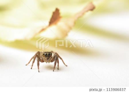 動物 動物学 クモ 113986837