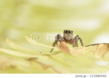 動物 動物学 クモ 113986840