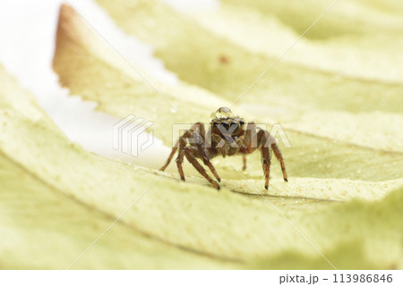 動物 動物学 クモ 113986846