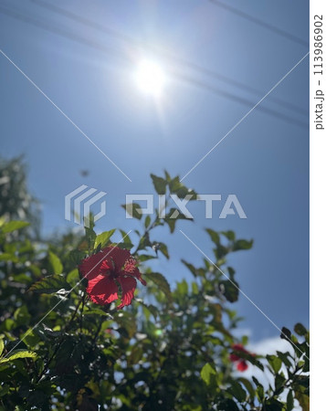 太陽の光に照らされるハイビスカス 太陽の光に照らされるハイビスカス 113986902