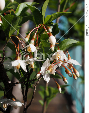 枝先のエゴノキの花のクローズアップ(青空とチシャノキの白い花とつぼみ) 枝先のエゴノキの花のクローズアップ(青空とチシャノキの白い花とつぼみ) 113987207