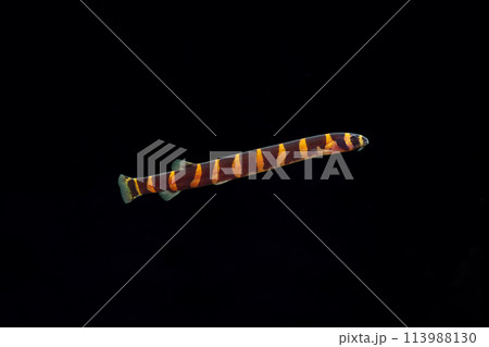 クーリーローチ ドジョウの仲間 黒バック クーリーローチ ドジョウの仲間 黒バック 113988130