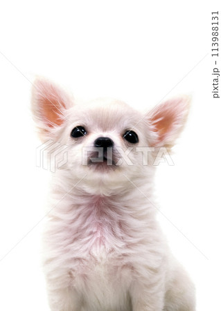 見つめる子犬 チワワ アップ 白バック 見つめる子犬 チワワ アップ 白バック 113988131
