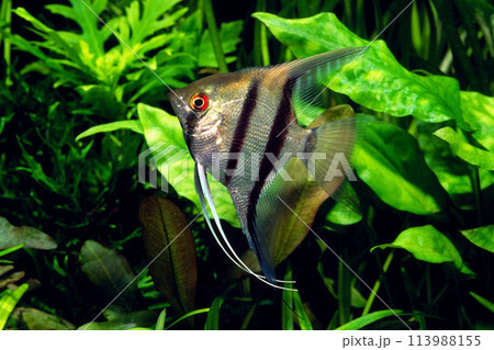 エンゼルフィッシュ　アクアリウム 113988155