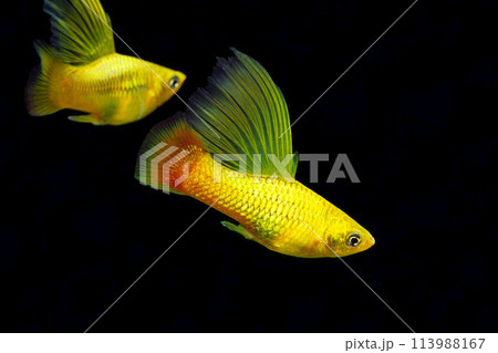 ハイフィンバレアタス　黒バック 113988167