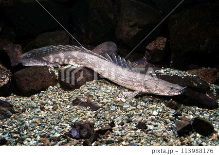 ポリプテルス・ラプラディ 113988176