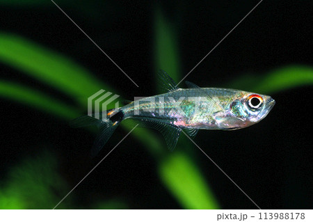 アロワナテトラ　アクアリウム 113988178