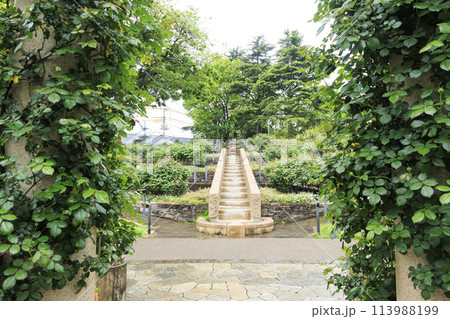 港の見える丘公園イギリス山地区・イングリッシュローズの庭（春） 113988199