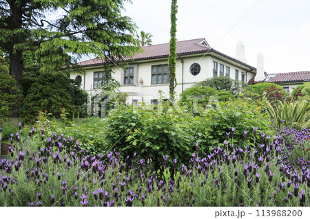 港の見える丘公園イギリス山地区・イングリッシュローズの庭(春) 港の見える丘公園イギリス山地区・イングリッシュローズの庭(春) 113988200