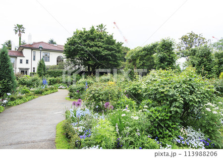 港の見える丘公園イギリス山地区・イングリッシュローズの庭(春) 港の見える丘公園イギリス山地区・イングリッシュローズの庭(春) 113988206