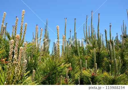 クロマツの花と青空 グラフィック素材 クロマツの花と青空 グラフィック素材 113988234