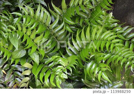 シダ類の新緑　オニヤブソテツ 113988250