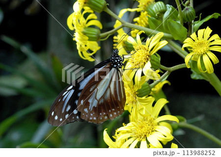 アサギマダラ　花の蜜を吸う蝶　ツワブキ 113988252