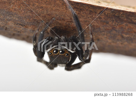 動物 動物学 クモ 113988268