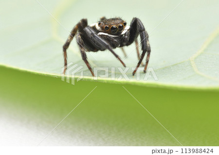 動物 動物学 クモ形類 113988424