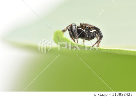 動物 動物学 クモ形類 113988425