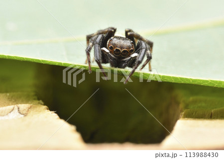 動物 動物学 クモ形類 113988430