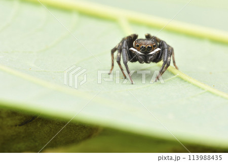 動物 動物学 クモ形類 113988435
