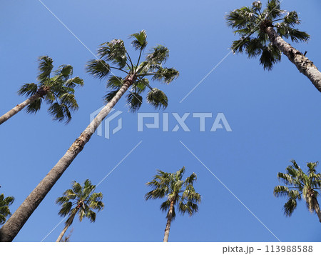 ヤシの木 113988588