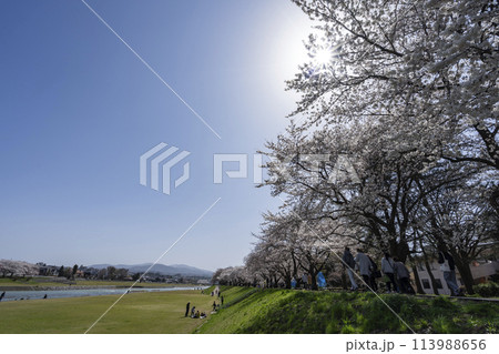 金沢・犀川緑地でお花見 金沢・犀川緑地でお花見 113988656