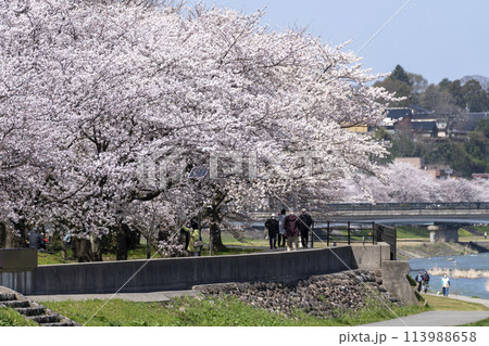金沢・犀川緑地でお花見 113988658