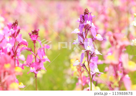 満開リナリアの花 満開リナリアの花 113988678