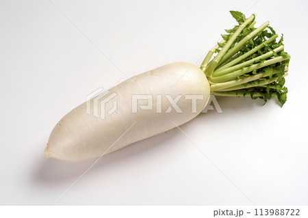 加賀野菜の一つ・源助大根 加賀野菜の一つ・源助大根 113988722
