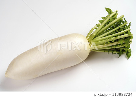 加賀野菜の一つ・源助大根 113988724