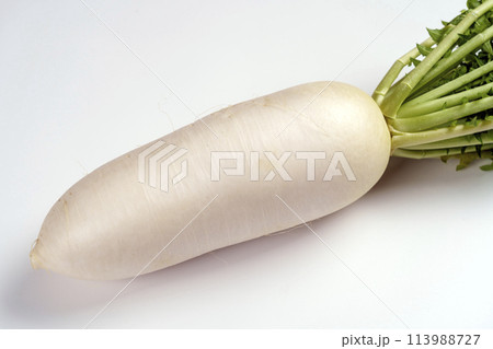 加賀野菜の一つ・源助大根 加賀野菜の一つ・源助大根 113988727