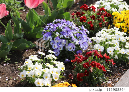春の公園に咲く色とりどりのパンジーの花 春の公園に咲く色とりどりのパンジーの花 113988864