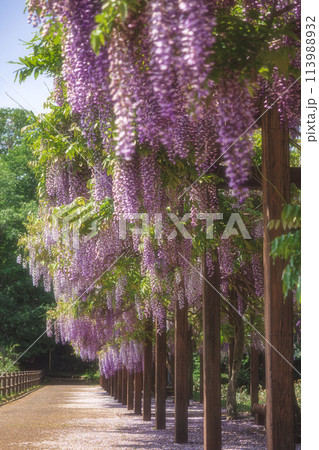 満開の藤の花 113988932