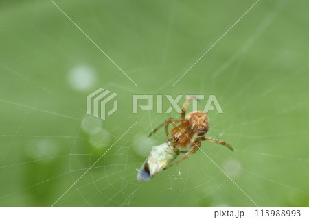動物 動物学 クモ 113988993