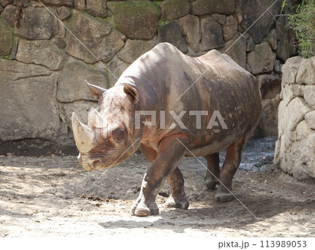 歩くサイ 歩くサイ 113989053