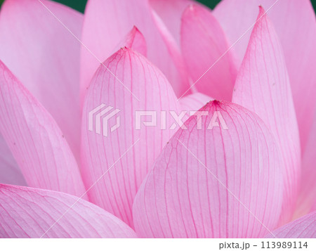 蓮の花 蓮の花 113989114