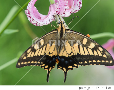 山ゆりの花の蜜を吸うキアゲハ 113989156