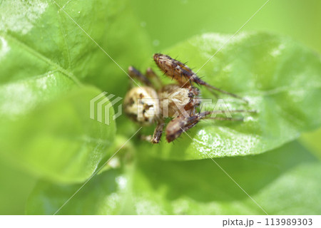 可愛らしい かわいらしい かわい 113989303