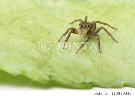 動物 動物学 クモ 113989335